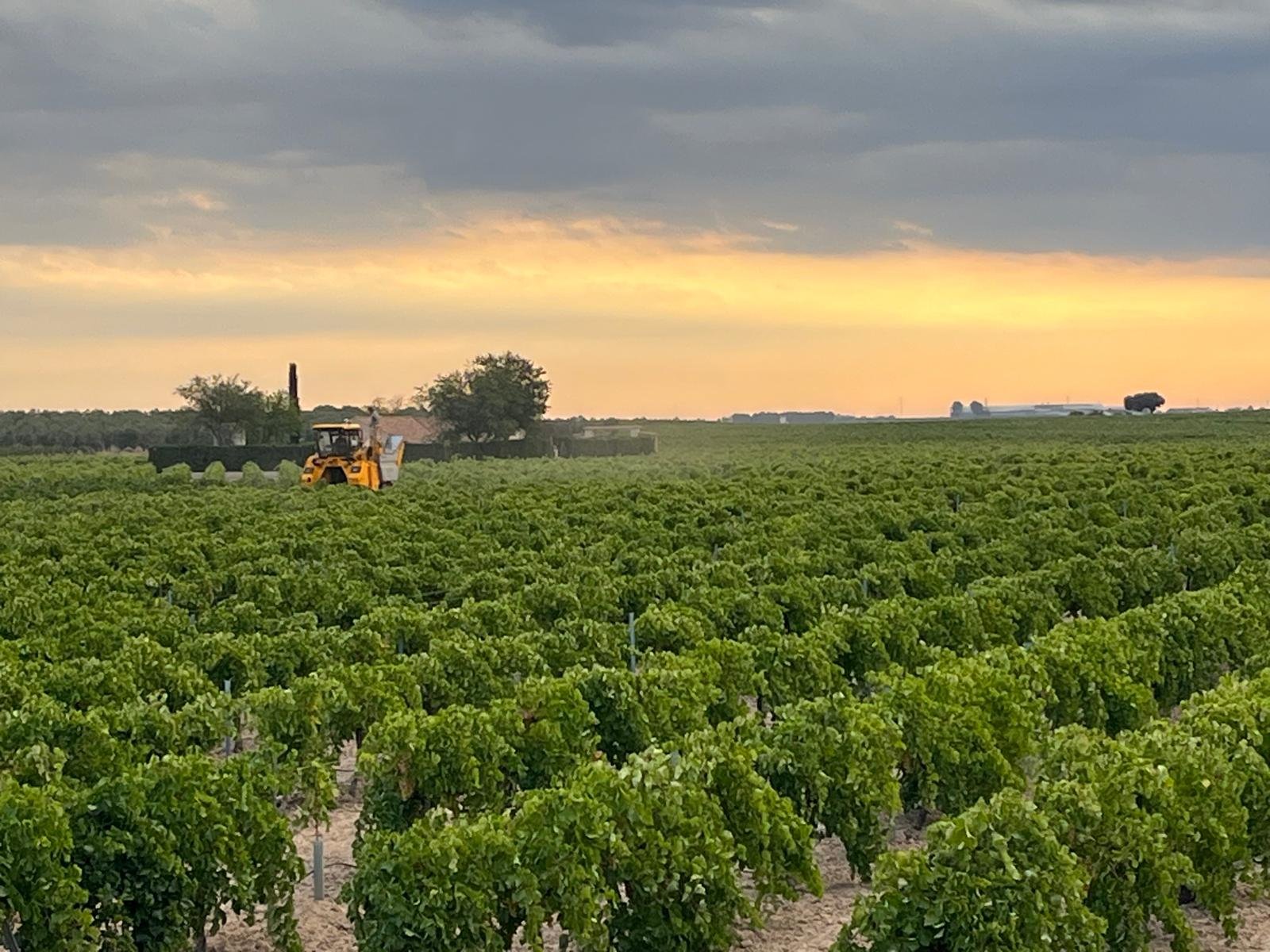 Hileras de vides verdes en viñedo profesional durante puesta de sol con maquinaria agrícola amarilla realizando labores de cultivo