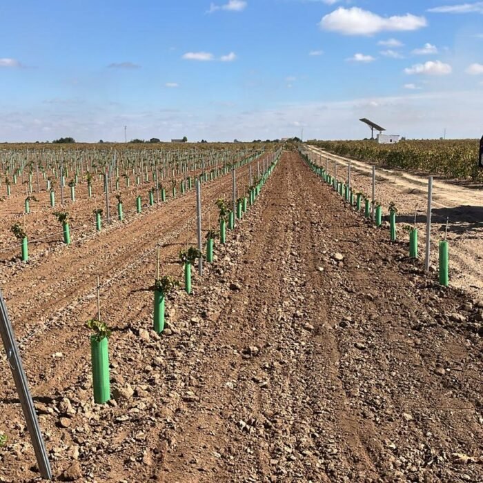 Hileras ordenadas de vides jóvenes con tutores verdes protectores en campo agrícola con tractor de cultivo bajo cielo despejado