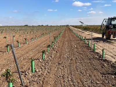 Hileras ordenadas de vides jóvenes con tutores verdes protectores en campo agrícola con tractor de cultivo bajo cielo despejado